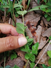 Salvia pusilla