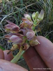 Eulophia aculeata huttonii