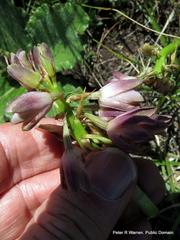Eulophia aculeata huttonii
