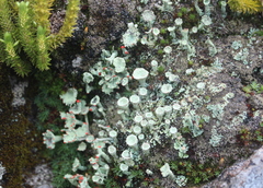 Cladonia coccifera