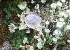 Cladonia coccifera