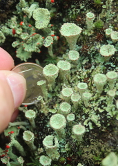 Cladonia coccifera