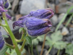 Delphinium caucasicum