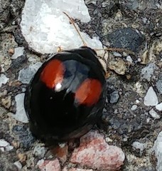Argopistes biplagiatus