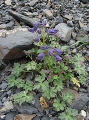 Delphinium caucasicum
