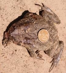 Sclerophrys pardalis