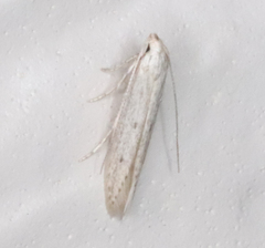 Haplochrois bipunctella