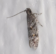 Glauce pectenalaeella