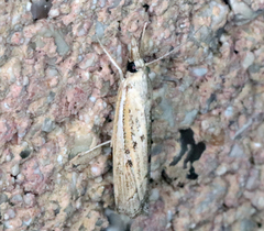 Fissicrambus quadrinotellus