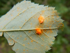 Melampsoridium betulinum