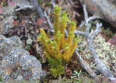 Huperzia appressa