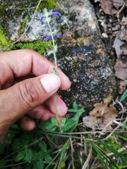 Salvia pusilla