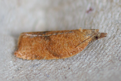Argyrotaenia franciscana