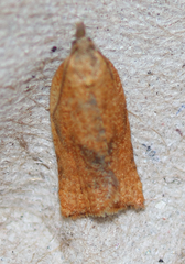 Argyrotaenia franciscana