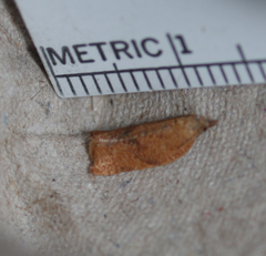 Argyrotaenia franciscana