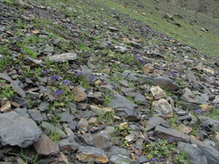 Delphinium caucasicum