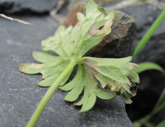 Delphinium caucasicum