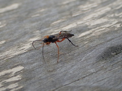 Pimpla pedalis