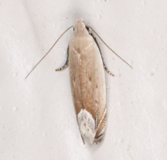 Anacampsis paltodoriella