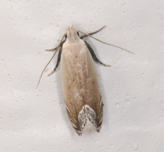Anacampsis paltodoriella