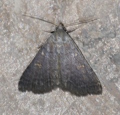 Bleptina flaviguttalis