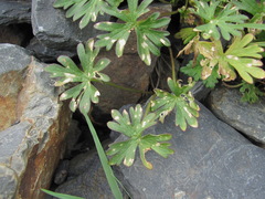 Delphinium caucasicum