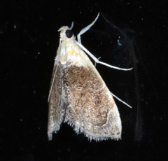 Glaphyria fulminalis