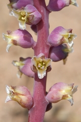 Lachenalia elegans