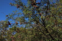 Cephalotelium macowanianum