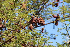 Cephalotelium macowanianum