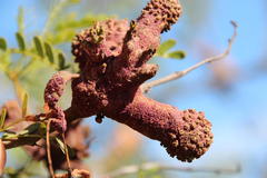 Cephalotelium macowanianum