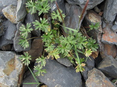 Delphinium caucasicum