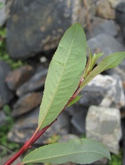 Salix kazbekensis
