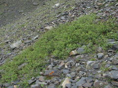 Salix kazbekensis