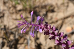 Lachenalia elegans
