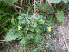 Potentilla inclinata