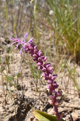 Lachenalia elegans