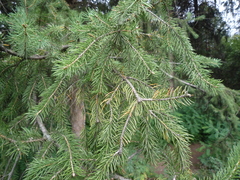Picea schrenkiana
