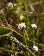 Eriocaulon dregei