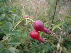 Rosa webbiana