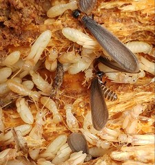 Reticulitermes speratus