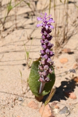 Lachenalia elegans