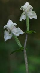 Disperis lindleyana