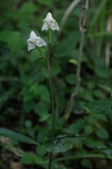 Disperis lindleyana