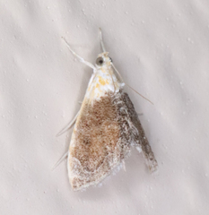 Glaphyria fulminalis