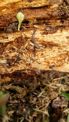 Reticulitermes speratus