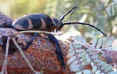 Pycnopsis brachyptera brachyptera
