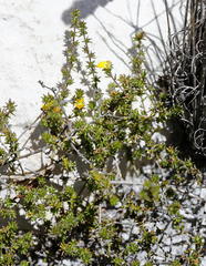 Aspalathus crassisepala