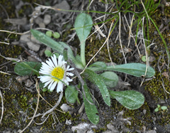 Erigeron nivalis