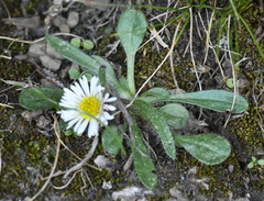 Erigeron nivalis